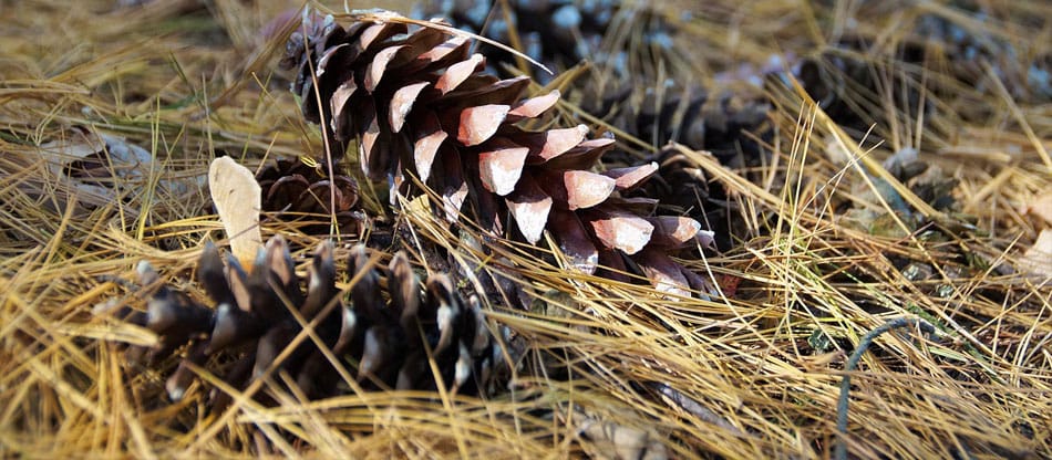 pinecones and pine needles on the ground in fall