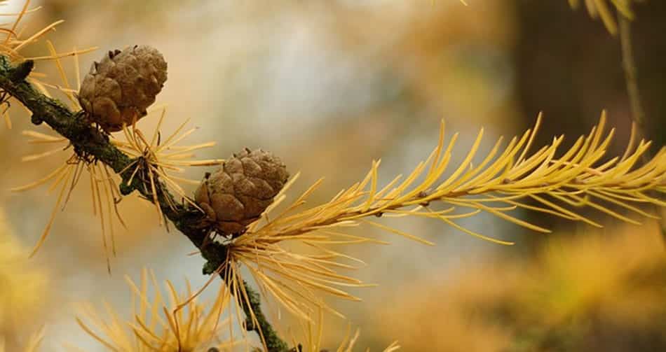 yellow larch needles in fall