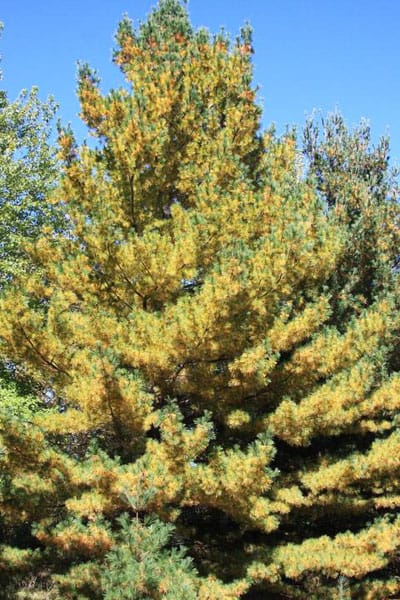 yellow needles on white pine in autunm