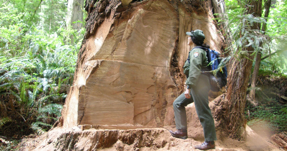 redwood tree with huge piece missing where a burl was stolen