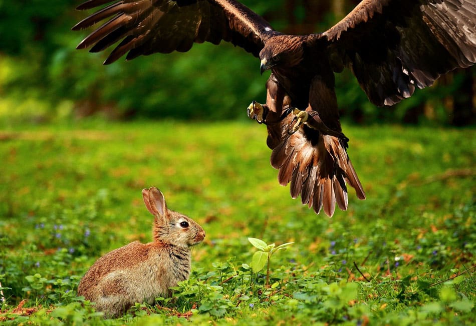 a raptor goes after a rabbit in a green field