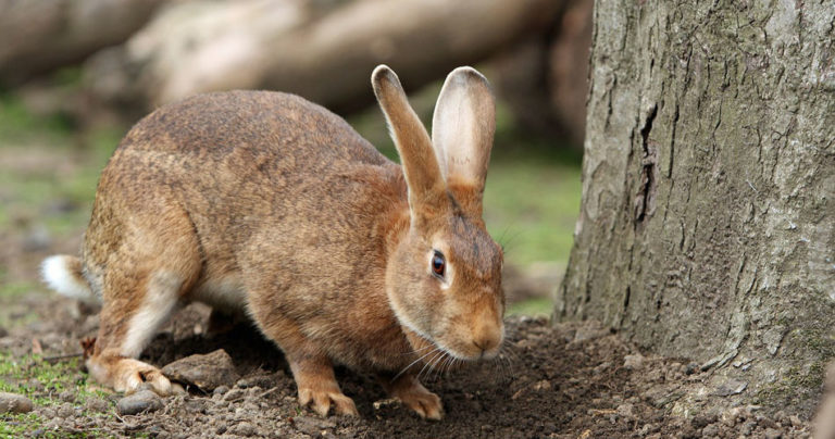 Bark Rabbit What is Stripping the Bark Off My Trees in Winter? | Organic Plant Care ...