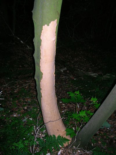 Squirrel damage to a sycamore tree scrapes removing bark