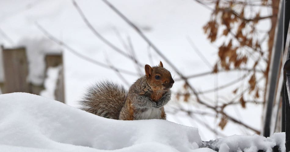 A squirrel rests atop a snowbank with trees in the background, ready to cause rodent damage to trees