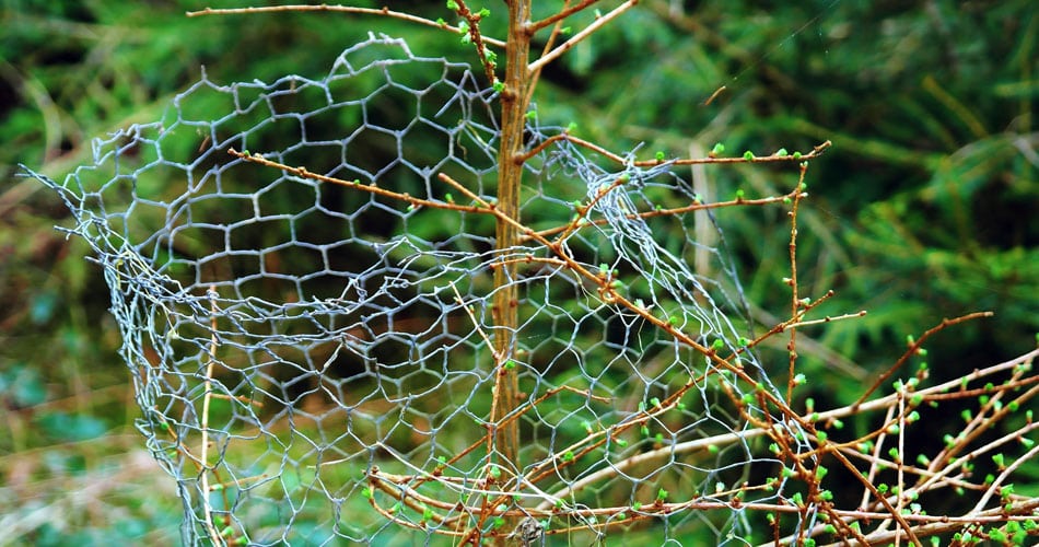Wire mesh around a young tree to prevent rodent damage