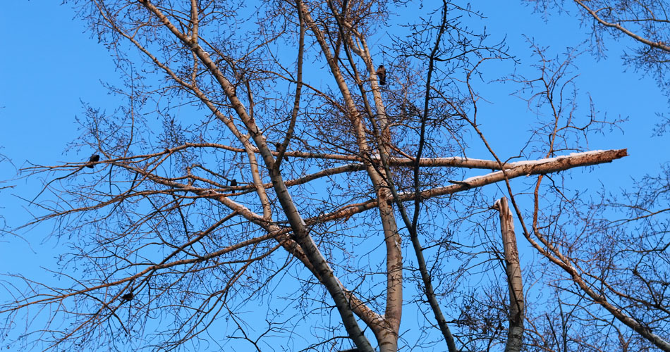 a broken branch is caught by the other branches of a deciduous tree in winter, causing a potentially hazardous situation