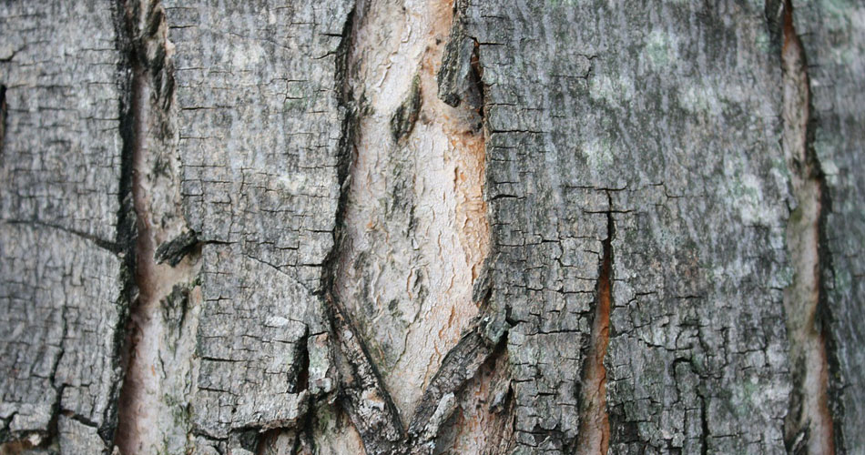 cracked bark on a tree trunk