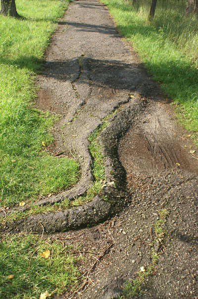 tree roots have been paved over to create a path