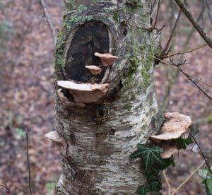 Conks emerging from birch tree trunk in Flemington, NJ