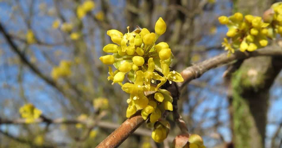 Close-up of cornelian cherry yellow flowers, which bloom early in spring on bare branches