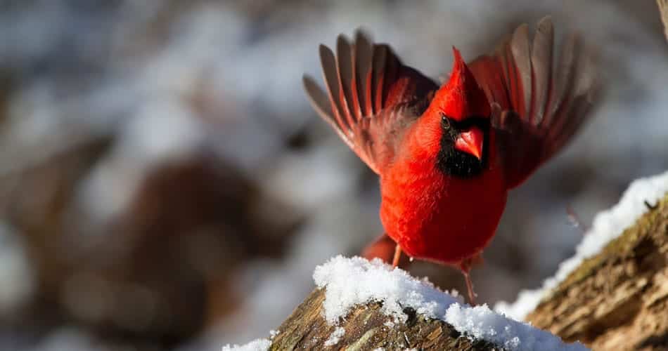 A male northern cardinal flaps his wings as he rests on a snow-covered branch