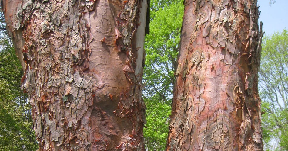 Close-up of a paperbark maple tree trunk