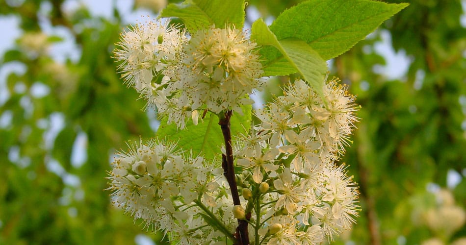 Amur chokecherry while flowers with green leaves in the background