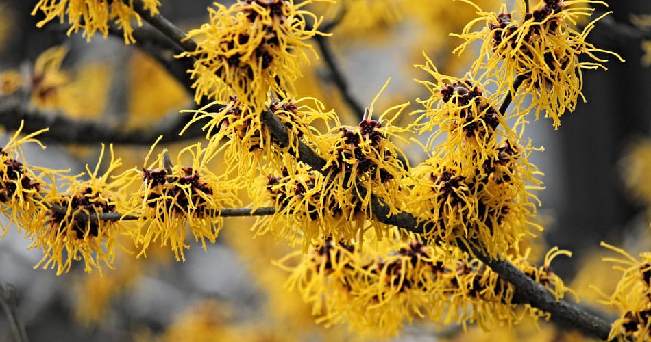 Close-up of witch hazel yellow flowers