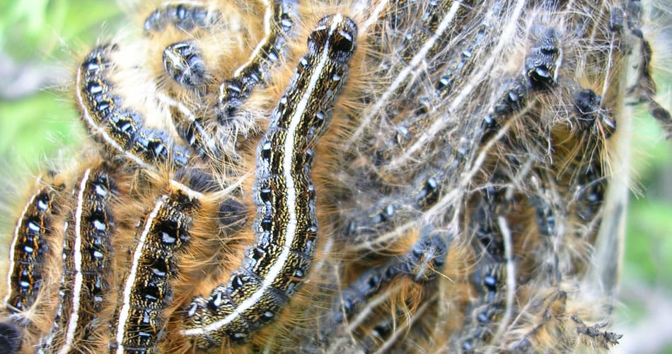 Close-up of a group of eastern tent caterpillars