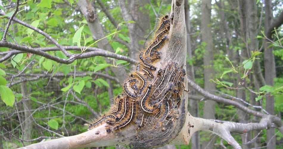 Eastern Tent Caterpillars form a tent-like web in trees