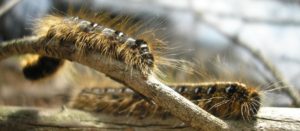 Close-up of two eastern tent caterpillars, destructive pests in New Jersey and Pennsylvania