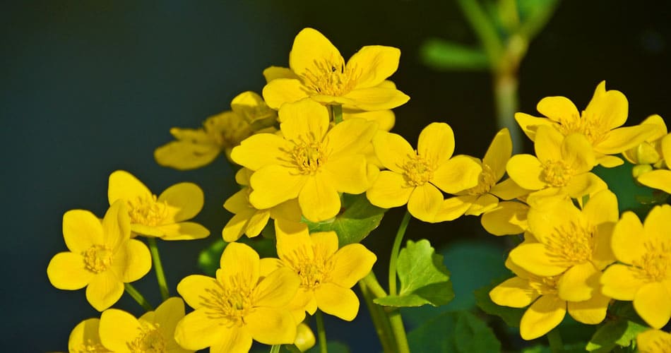 caltha palustris is a native flower in New Jersey