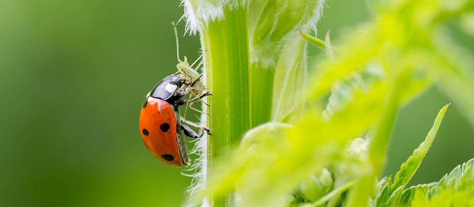 ladybug feeding on an aphid