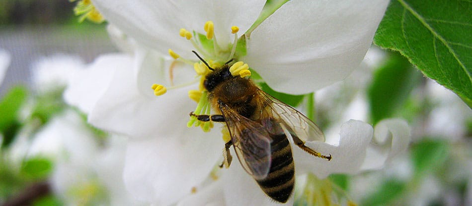 bee pollinating a white flower