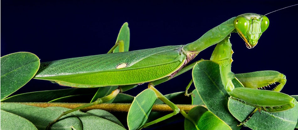 praying mantis on a leafy branch