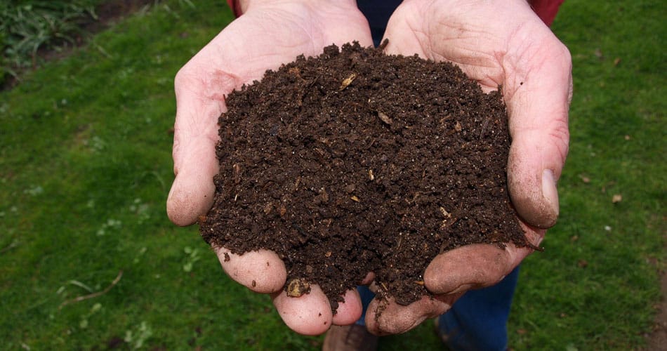 Close-up of a man's hands holding compost with a green lawn in the background
