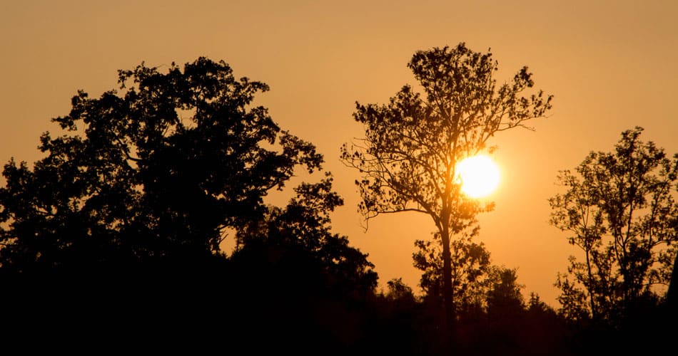 Sun sets behind trees, which are in silhouette