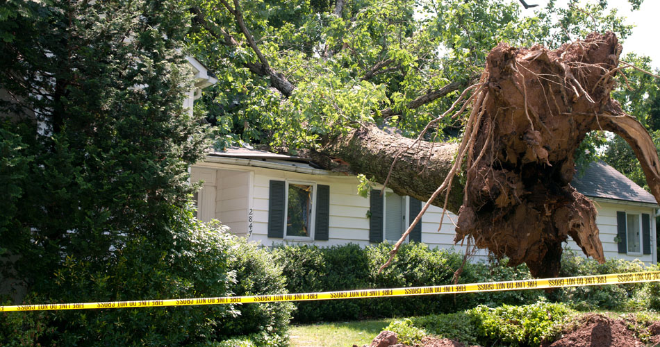An uprooted tree from a storm has landed on a house, caution tape surrounds the area 