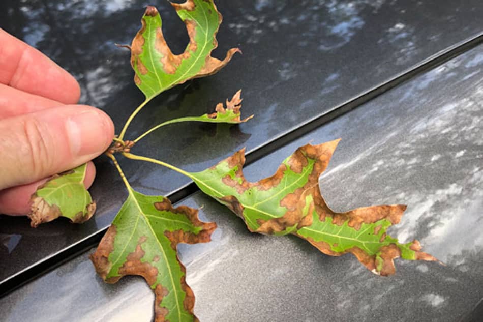 pin oak leaves infected with bacterial leaf scorch