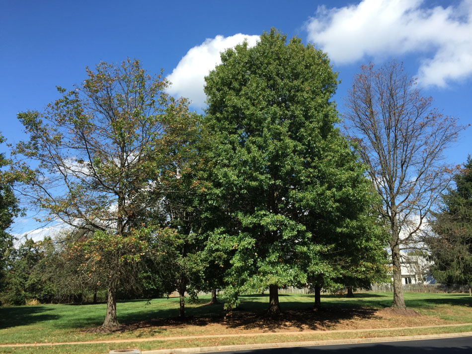 Two pin oaks suffering from bacterial leaf scorch surround a healthy pin oak tree