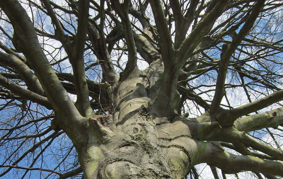 branch structure of copper beech tree