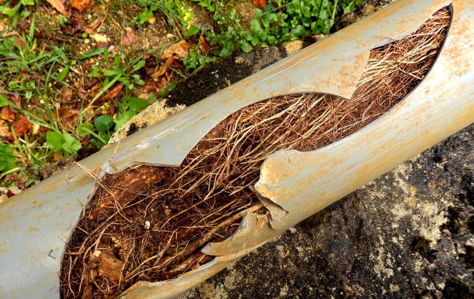 tree roots in an underground pipe