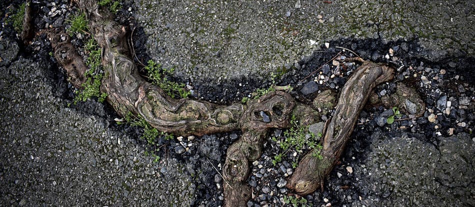 tree roots in asphalt