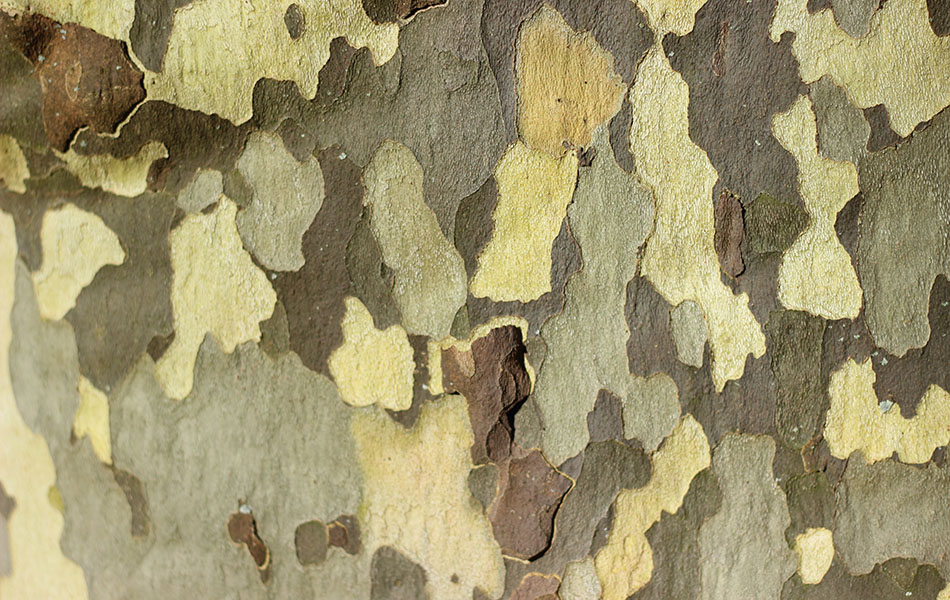 close-up of mottled bark on an American sycamore