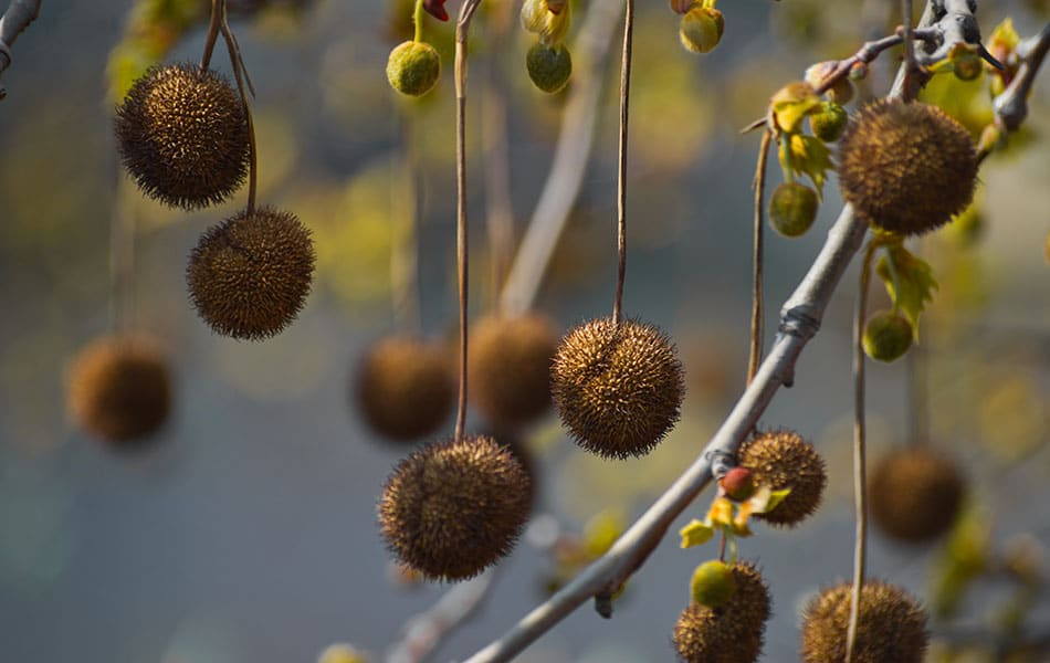 ripe fruit hanging on branches of an American Sycamore