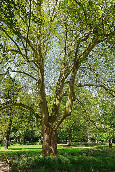 full-length view of an American Sycamore in a field