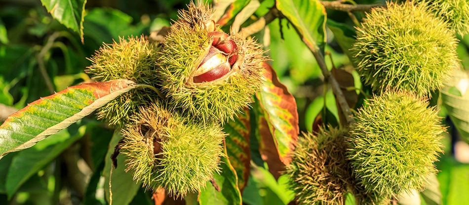 Chinese chestnut ripe nuts on tree