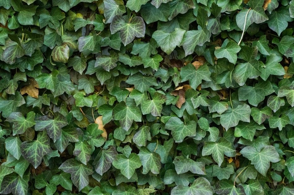English ivy densely covering a tree