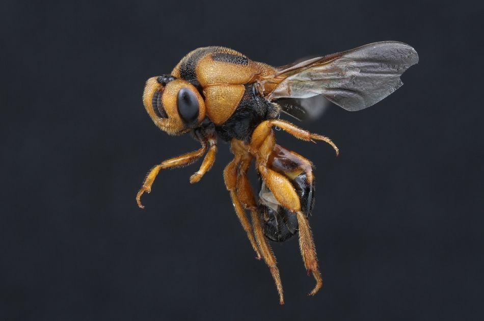 An extreme close-up of a chalcid wasp, a parasitic wasp that can improve landscapes and provide a natural form of pest control.