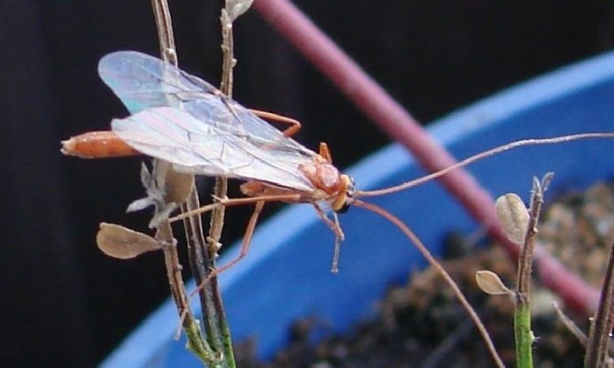 https://organicplantcarellc.com/wp-content/uploads/2021/04/OPC-blog-featured-2021-Apr-ichneumon-wasp-1200x720.jpg