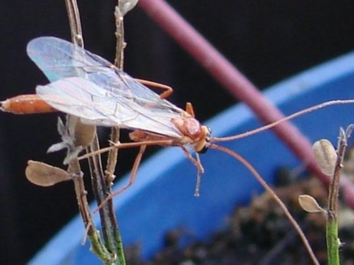 ichneumon wasp sting humans