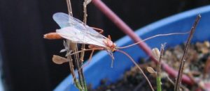 An ichneumon wasp rests on a potted plant.