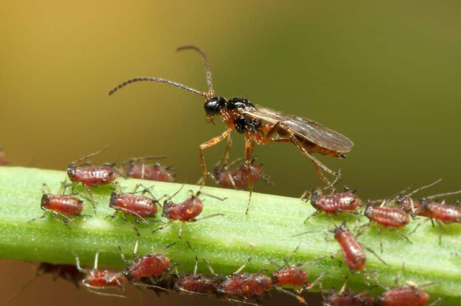 A braconid wasp eats aphids on a plant stem, providing natural pest control for yards and gardens. 