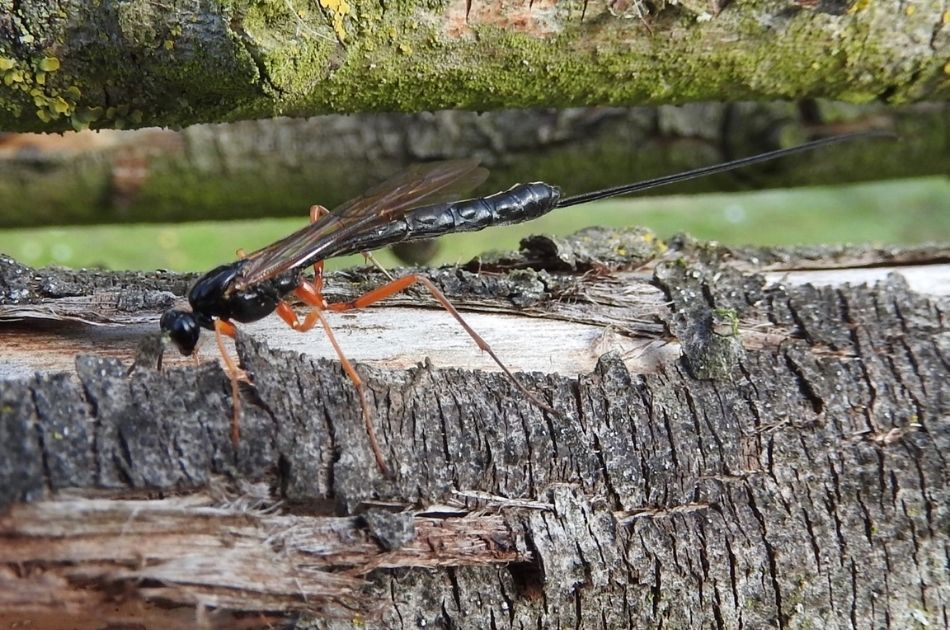 An ichneumon wasp, considered beneficial in New Jersey and Pennsylvania, rests on a tree branch.