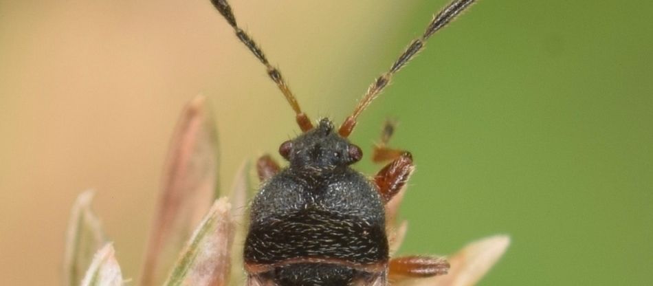 Close-up photo of a hairy chinch bug.
