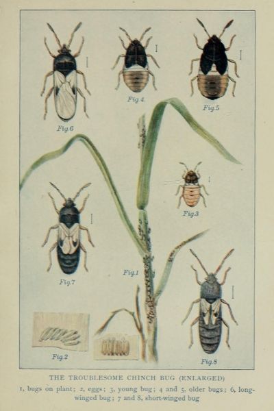 Illustrations of chinch bugs from a children's book, published in 1914.