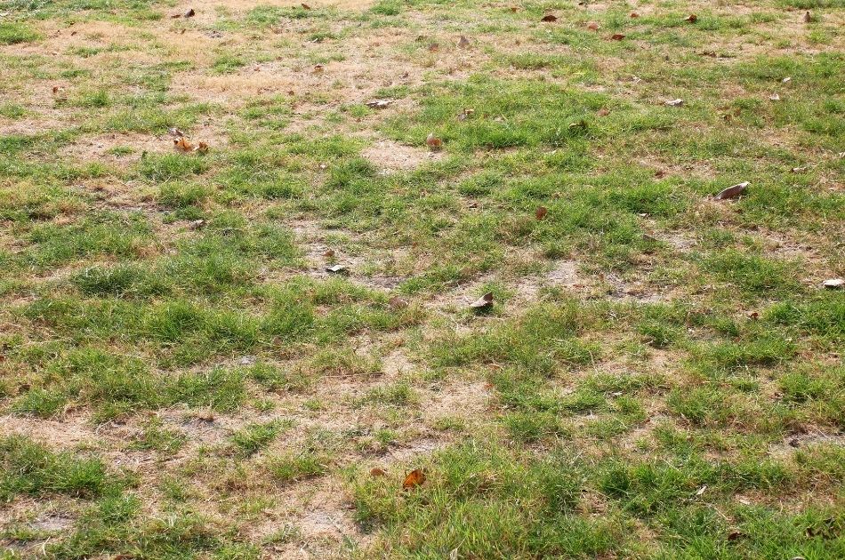 Brown patches of dead grass on an otherwise green lawn.