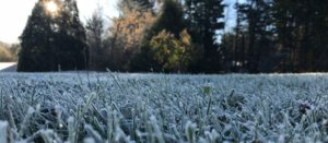 Frost on green grass with a variety of trees in the background.