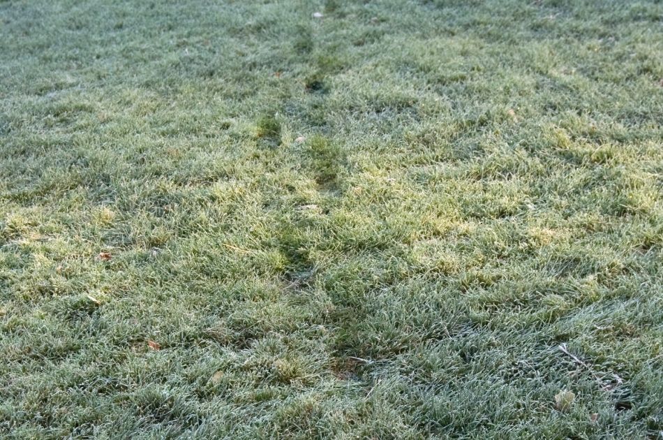 Footprints appear as dark sections on a frost-covered lawn.