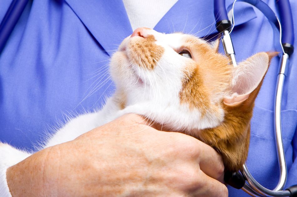 Close-up of a cat being held by a veterinarian in scrubs.